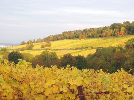 Vignoble de Dorlisheim,  15 min   pied du gte